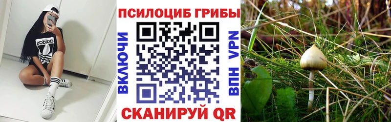 hydra Мичуринск Псилоцибиновые грибы прущие грибы